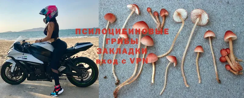 Псилоцибиновые грибы Psilocybe  Весьегонск 